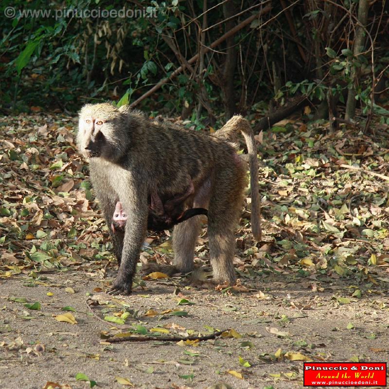 Ethiopia - Mago National Park - Baboons - 09.jpg